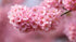 Cherry Blossoms - Diamond Painting Kit